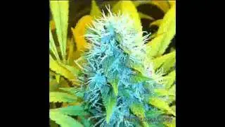 Mark Eddie   David Allen Cole Marijuanaville Stoner Music Video   YouTube