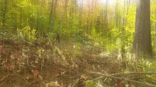 Pike pine fall 2019