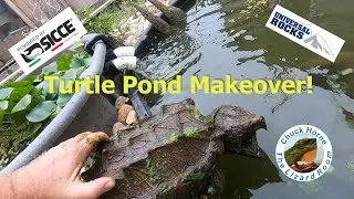 My Alligator Snapping Turtle gets a new pond!