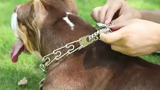 Collar De Picos Perro Tipo Aleman Con Puntas Goma Comfort