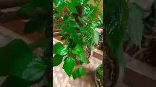 Fermented rice water spray for mealybugs  part 3