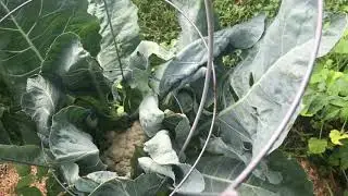 Don Webber Forest Recovery &ldquo;Video #8 Garden Recovery&rdquo;