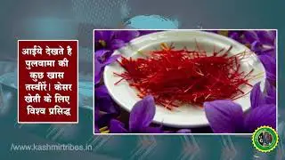 Pulwama Famous for Saffron agriculture Situated in Jammu & Kashmir