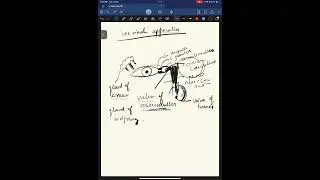 Lacrimal apparatus and tear film