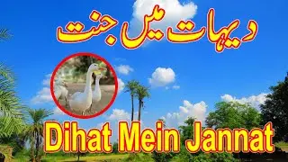 Thal ki Sair, Circus Bhi Dekhi || Dihat Mein Jannat