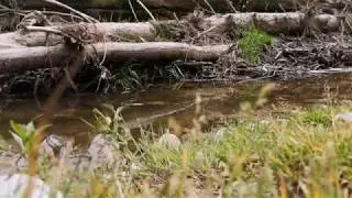 Relaxing Frog And Bird Sounds | Frogs Croak | Birds Singing And Twittering | Deep Sleep