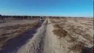 Horses and camels