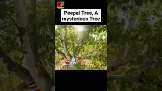 Peepal Tree ,The  Most Mysterious Tree #shorts #peepalfarmrescue #peepaltree #facts #short #tree