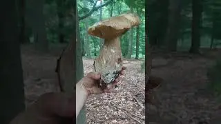Hr&iacute;b gigant. #fungi #huby #hriby #houby #funghi #grzyby #grzybobranie #dubaky