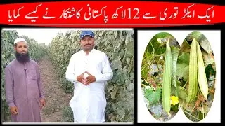 Tori Farming Pakistan |Tanal farming|  Tori ki Tanal men kasth | Hybrid Tori | vegetables farming|