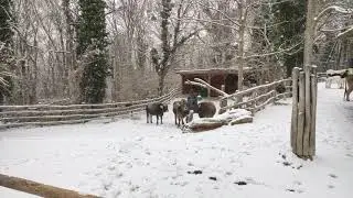 Tirolerhof Schnee Jungtier Kuh Herde Kalb Pustertaler Sprinzen Rind Tiergarten Zoo Schönbrunn Snow