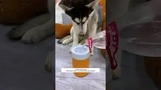 Tired of dirty paws? 🐾 Try our pet paw cleaner for spotless paws every walk!