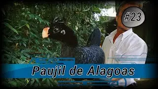 El Paujil de Alagoas [ An&aacute;lisis # 23 ]