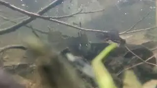 Vesiliskot, Newts