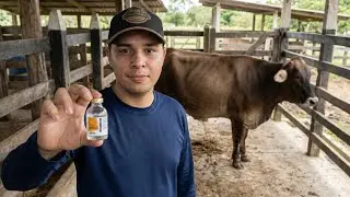 Oxitocina en Bovinos - Para qué sirve, Cómo usarla, Cuándo usarla..?