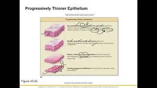 Respiratory System Anatomy