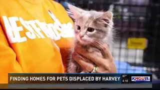 Finding homes for pets displaced by Harvey
