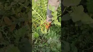 your support your victory ll #new #trending #plants #nature #naturelovers r