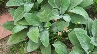 Get Free Plants from Just One Lamb's Ear and Bonus - Fill Your Garden with Blue-Green Color!!