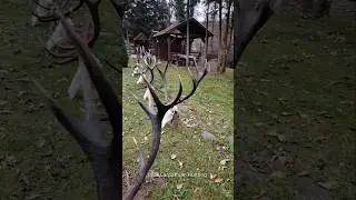 Red stags shot in Romania. #hirschjagdinrum&auml;nien #chassecerfenroumanie #lovjelenůvrumunsku