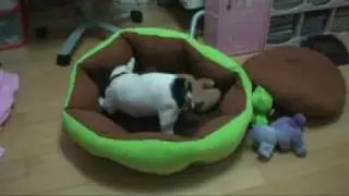 3 month old French Bull Dog Apple