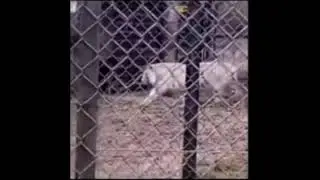 Smiling donkey