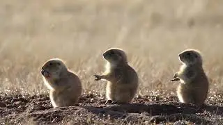Cute Prairie Dogs  #prairiedogs #animals #wildlife #cute