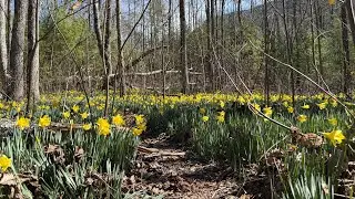 One of the best short hikes in North Carolina. (Daffodil Flats) Linville Gorge