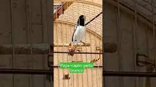 papa-capim peito branco
