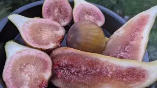 In ground figs - Peretta and Brown Turkey brebas