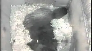 Inside the nest box, showing cozy nest and eggs
