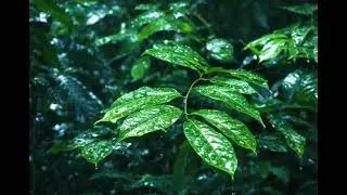 🌿 Relaxing Rain on Green Leaves | 4K Seamless Loop Nature Ambience 🌧️