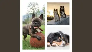 Smart Music for Sweet Dogs