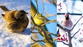 UHD 4K  Birds of Sweden - Panasonic GH5- &Ouml;rnsk&ouml;ldsvik Sweden🐦