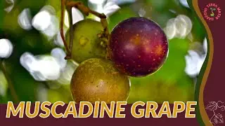 MUSCADINE GRAPE Information and Growing Tips! (Vitis rotundifolia)
