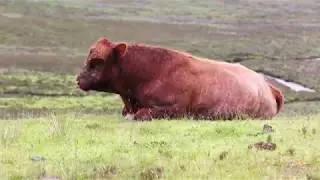 GRAZING FARM ANIMALS & FRIENDS