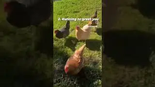 5 ways chickens show love and loyalty #backyardchickens
