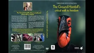 Threatened with Extinction:  The Ground-Hornbill's critical walk to freedom