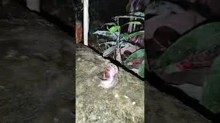 Koi itna khubsurat shorts #snails #nature #animalsbeauty #photography #trending