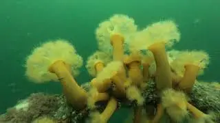 Aquapigs Diving the Sound of Mull