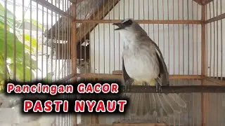 Pancingan TRUCUK GACOR ampuh Langsung nyaut 