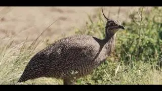 Ma&ntilde;ana tranquila - Martineta copetona