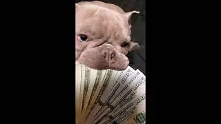 Griselda trap Type  - 