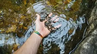 LEECHES ATTACK!