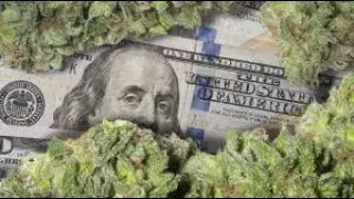 Top 5 Cannabis Stocks To Buy Now, Innovative Industrial Properties Is 'Growing Like A Weed' IIPR