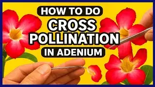 How to Do Cross Pollination in Adenium| Why Self Pollination Fails | My Terrace Garden@Baghwani695 