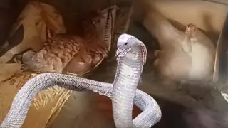 Cobra ang Bantay sa Naglilimlim na Manok at pato bago Magbagong taon!!! 