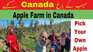 Apple Farms in Canada | Downeys&rsquo;s Apple farm| Apple picking in Canada