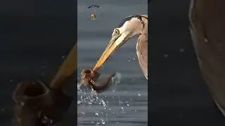 closeup shot of a crane bird catch the fish |Nature on the road