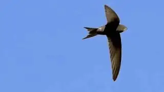 Top 10 Migratory Birds and Their Incredible Journeys